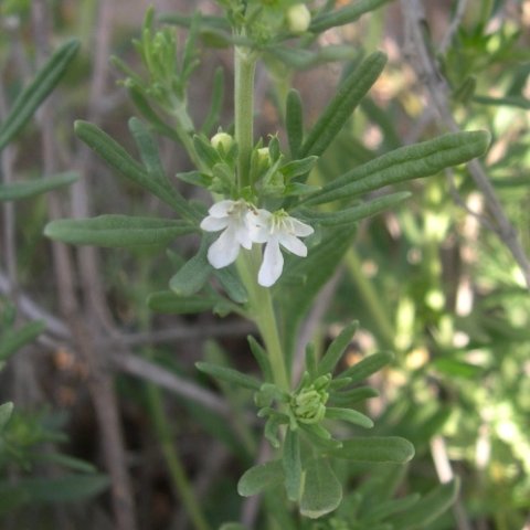 Teucrium africanum