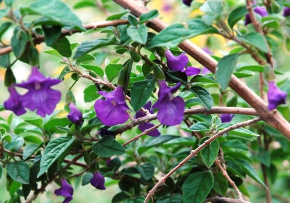 Tinnea barbata flowers