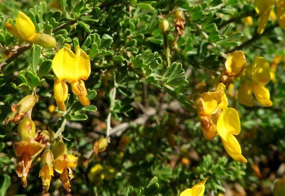 Wiborgiella leipoldtiana flowers