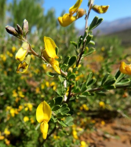 Wiborgiella leipoldtiana