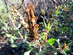Blepharis capensis old spike, new branches
