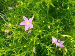 Chironia baccifera flowers