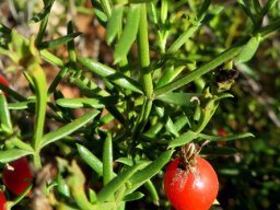 Chironia baccifera stems and leaves