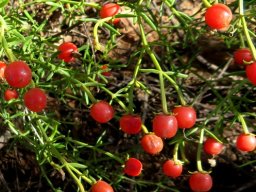 Chironia baccifera red fruit on long pedicels