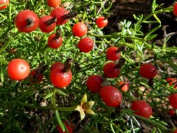 Chironia baccifera fruit paraphernalia