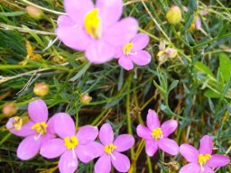 Chironia linoides subsp. linoides