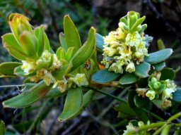Clutia alaternoides var. alaternoides leaves and flowers