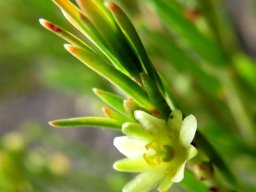 Clutia ericoides busy stem-tip