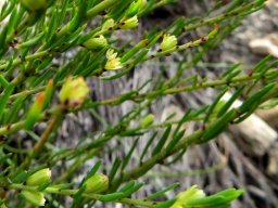 Clutia ericoides leaves and floral beginnings
