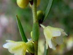 Clutia ericoides campanulate flowers