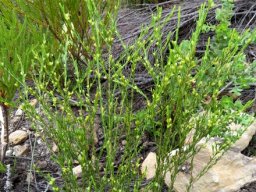 Clutia ericoides sparse branches