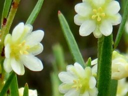 Clutia ericoides flowers deserving attention