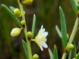 Clutia ericoides leaves