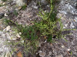 Clutia ericoides