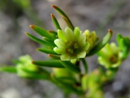 Clutia ericoides when green dominates
