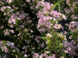 Coleonema pulchellum flowering well