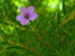 Coleonema pulchellum leaves and flower