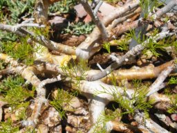 Commiphora kraeuseliana