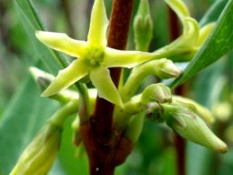 Cryptolepis oblongifolia