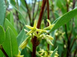 Cryptolepis oblongifolia