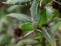 Cullumia aculeata leaves