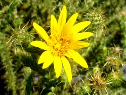 Cullumia reticulata flowerhead