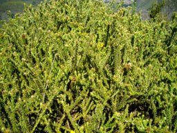 Cullumia reticulata
