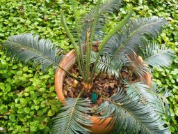Cycas thouarsii
