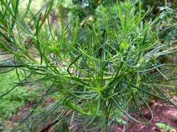 Cyclopia meyeriana leaves