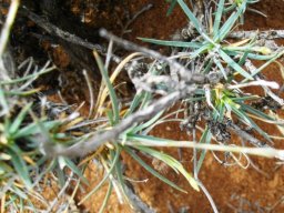 Dianthus  micropetalus