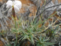 Dianthus  micropetalus, locally known as grashout