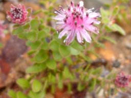 Diastella divaricata subsp. divaricata