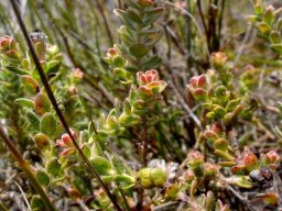 Diastella divaricata subsp. divaricata