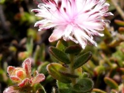 Diastella divaricata subsp. divaricata