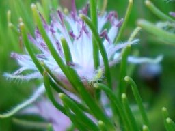 Diastella proteoides leaves