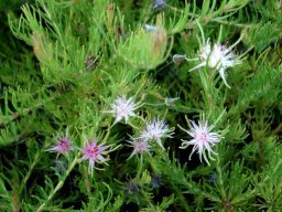 Diastella proteoides