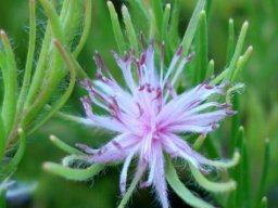 Diastella proteoides flowerhead