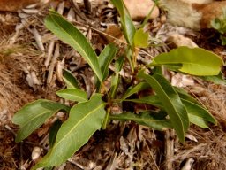 Dichapetalum cymosum leaves