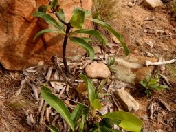 Dichapetalum cymosum
