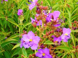 Dissotis princeps purple flowers