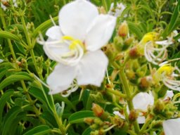 Dissotis princeps white flowers