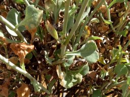 Dyerophytum africanum leaves