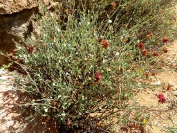 Dyerophytum africanum