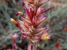 Dyerophytum africanum flower spike