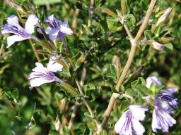 Dyschoriste rogersii