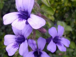 Dyschoriste thunbergiiflora