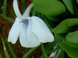 Ecbolium glabratum flower showing its tube