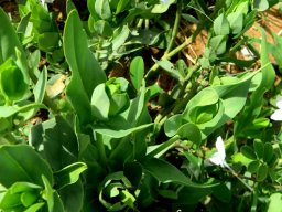 Ecbolium glabratum leaves