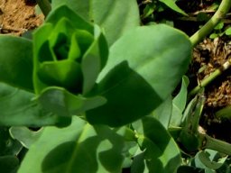Ecbolium glabratum stem-tip