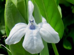 Ecbolium glabratum flower